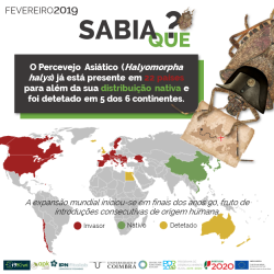 2019-02-15 - Sabia que - Halyomorpha halys