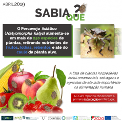 2019-04-15 - Sabia que - Halyomorpha halys
