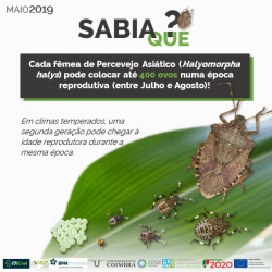 2019-05-15 - Sabia que - Halyomorpha halys