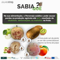 2019-07-15 - Sabia que - Halyomorpha halys