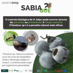 2019-08-15 - Sabia que - Halyomorpha halys