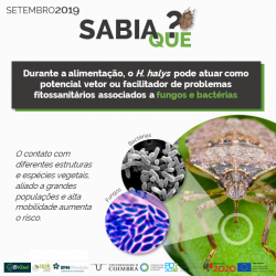 2019-09-16 - Sabia que - Halyomorpha halys