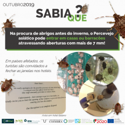 2019-10-15 - Sabia que - Halyomorpha halys